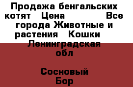 Продажа бенгальских котят › Цена ­ 20 000 - Все города Животные и растения » Кошки   . Ленинградская обл.,Сосновый Бор г.